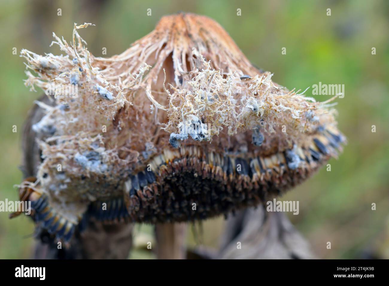 ​​​​​​​​​​Sclerotinia skleroorum-Erkrankungen von Sunflower​ (Weißer Schimmel). Sclerotinia-Kopffäule. Sklerotie durch Erreger sichtbar. Stockfoto