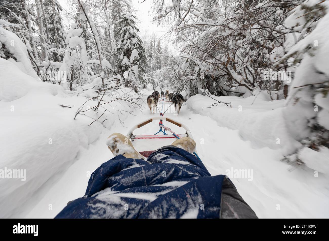 Huskies ziehen den Hundeschlitten durch eine enge Prüfung in einem winterlichen weißen Wald, der mit Schnee bedeckt ist Stockfoto