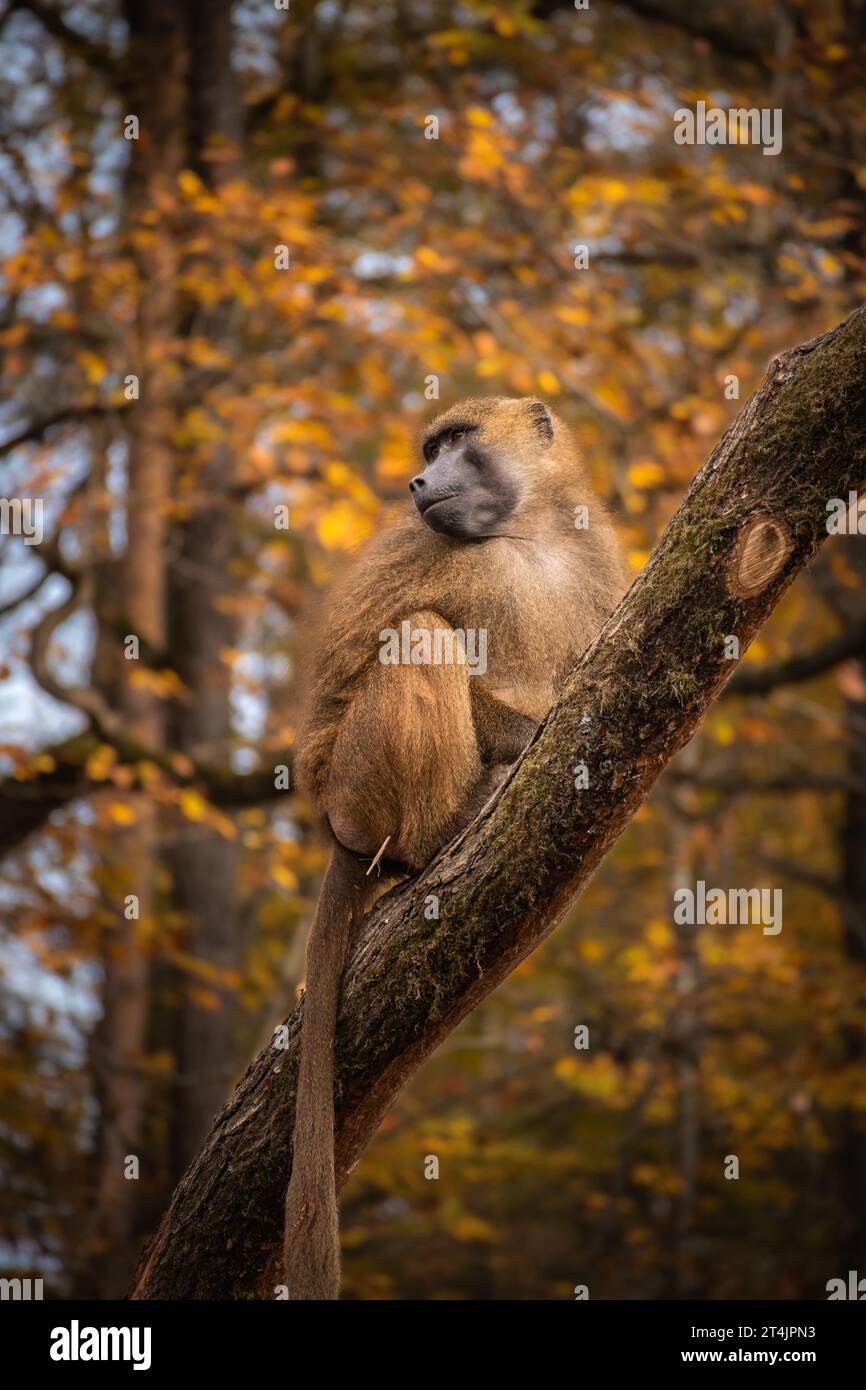 Vertikales Porträt des Guinea-Pavians im zoologischen Garten des Herbstes. Guinea-Affe auf Baumstamm. Zootier in der Herbstsaison. Stockfoto