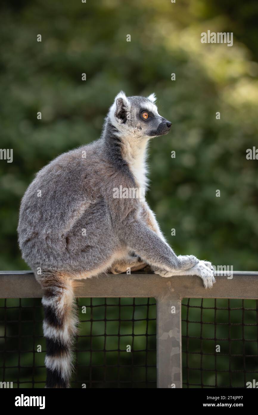 Seitliches Porträt der Lemur Catta mit grünem Hintergrund für flache Feldtiefe. Vertikales Profil der RingelschwanzLemur im Zoo Park. Stockfoto