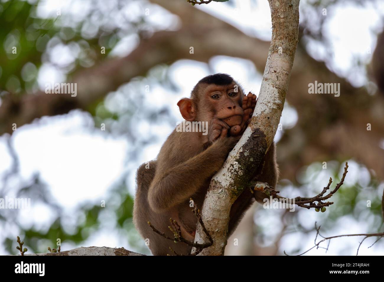 Makaken, Macaca, ruhen sich auf seinen Händen aus, während er sich an einen Baumzweig klammert und seine Truppe im Regenwald von Borneo nach Nahrung sucht Stockfoto