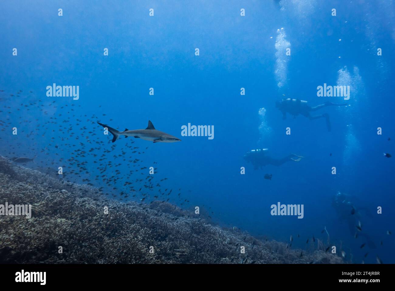 Taucher schwimmen am Schwarzspitzen-Riffhai, Carcharhinus melanopterus, schwimmen über harten Korallenriffen Stockfoto