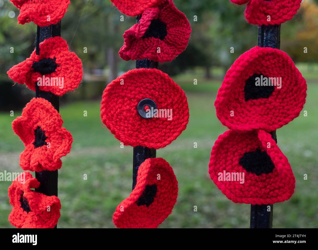 Marlow, Großbritannien. 31. Oktober 2023. Die Marlow Poppy Display Group der einheimischen Damen hat über 5.000 gestrickte und gehäkelte Mohnblumen hergestellt, die heute auf den Geländern der All Saints Church und Higginson Park am Causeway in Marlow, Buckinghamshire, ausgestellt werden. Fast 8000 Pfund wurden von der Gruppe seit 2020 für den Marlow British Legion Poppy Appeal aufgebracht. Quelle: Maureen McLean/Alamy Live News Stockfoto