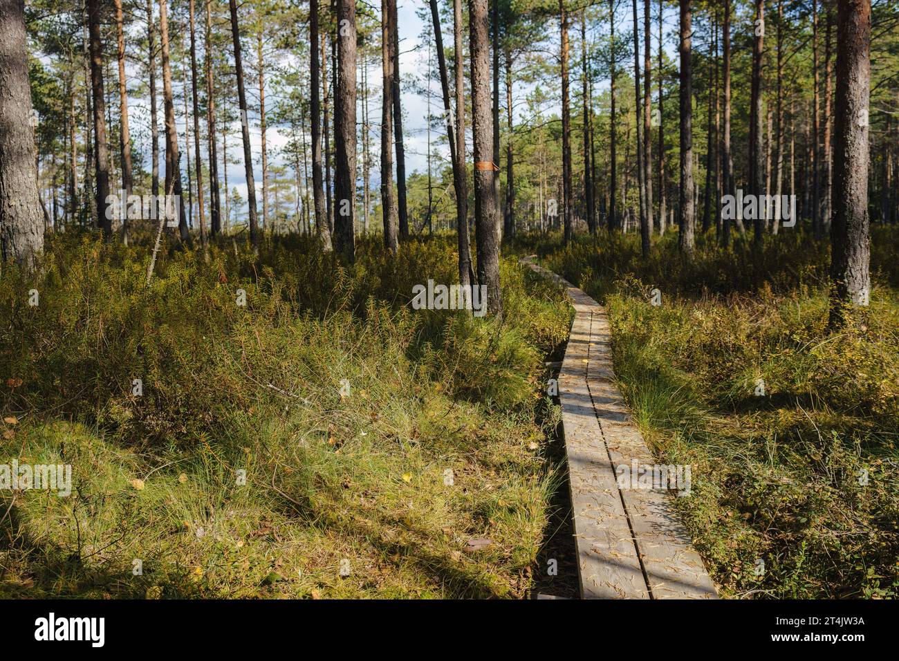 Kurjenrahka-Nationalpark, Finnland. Holzsteg durch den Wald am Herbstmorgen. Stockfoto