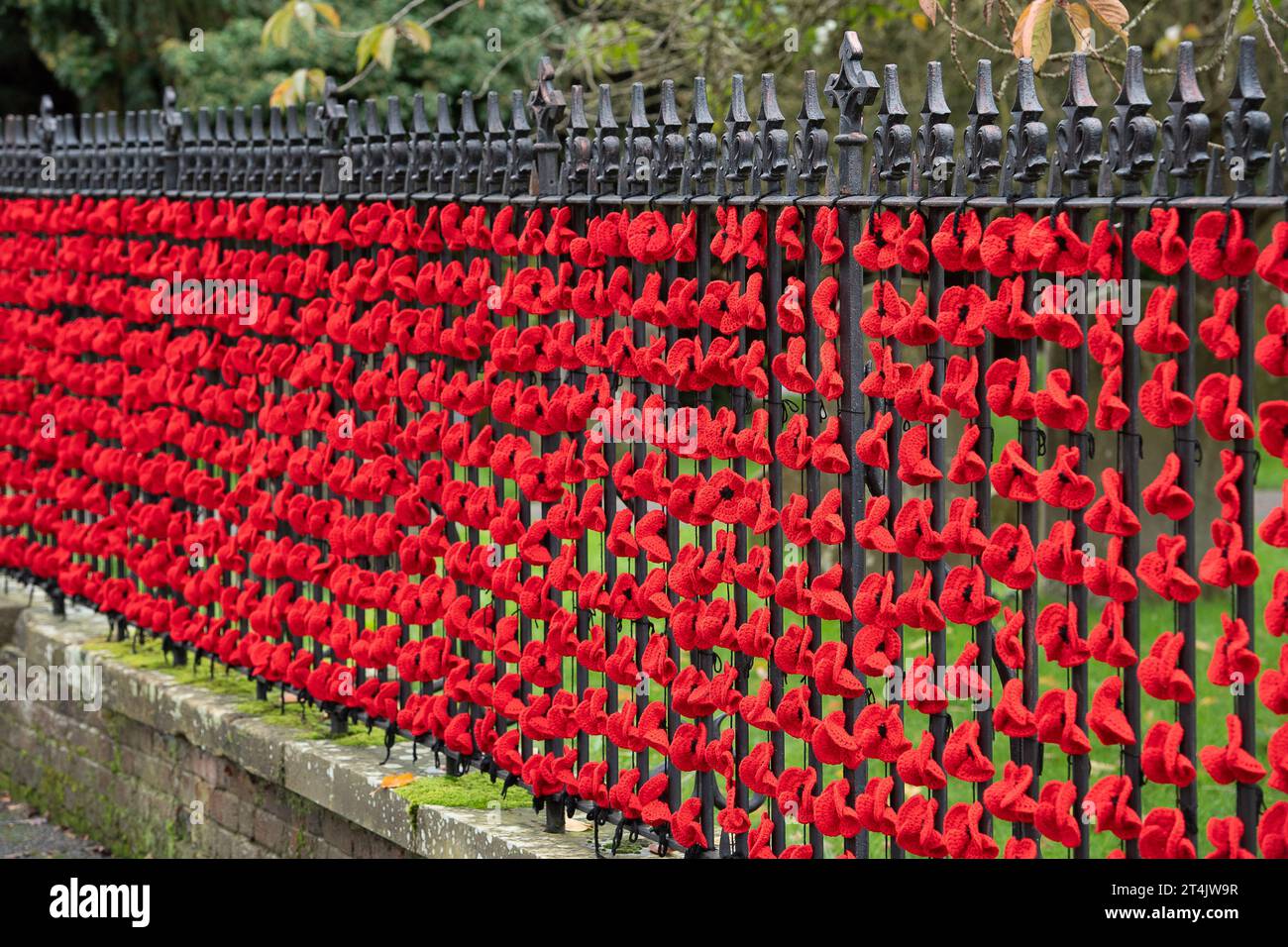 Marlow, Großbritannien. 31. Oktober 2023. Die Marlow Poppy Display Group der einheimischen Damen hat über 5.000 gestrickte und gehäkelte Mohnblumen hergestellt, die heute auf den Geländern der All Saints Church und Higginson Park am Causeway in Marlow, Buckinghamshire, ausgestellt werden. Fast 8000 Pfund wurden von der Gruppe seit 2020 für den Marlow British Legion Poppy Appeal aufgebracht. Quelle: Maureen McLean/Alamy Live News Stockfoto