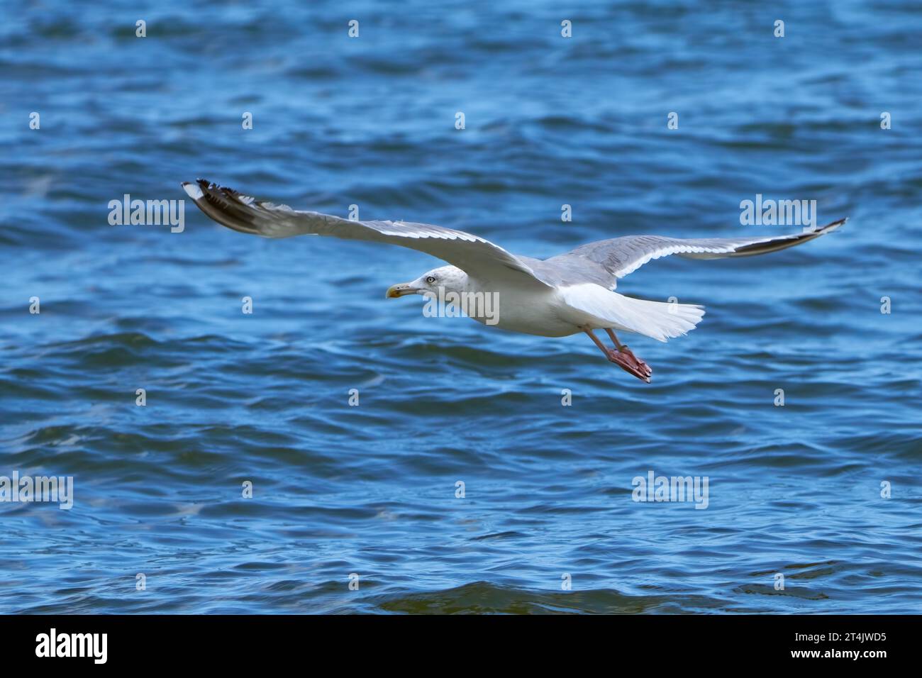 Europäische Heringsmöwe (Larus argentatus) im Flug über blaues, leicht wellenendes Wasser - Usedom, Ostsee Stockfoto