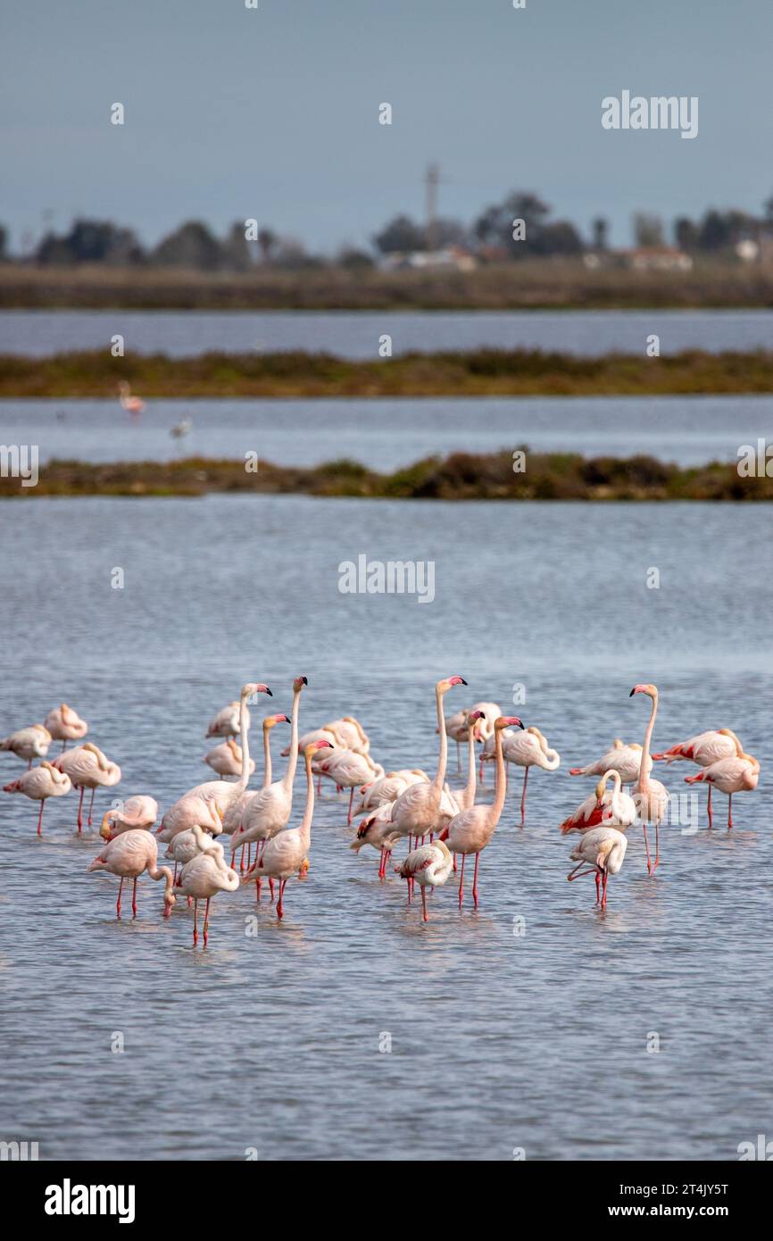 Foto einer Gruppe von Flamingos im Ebro-Delta, Spanien. Stockfoto