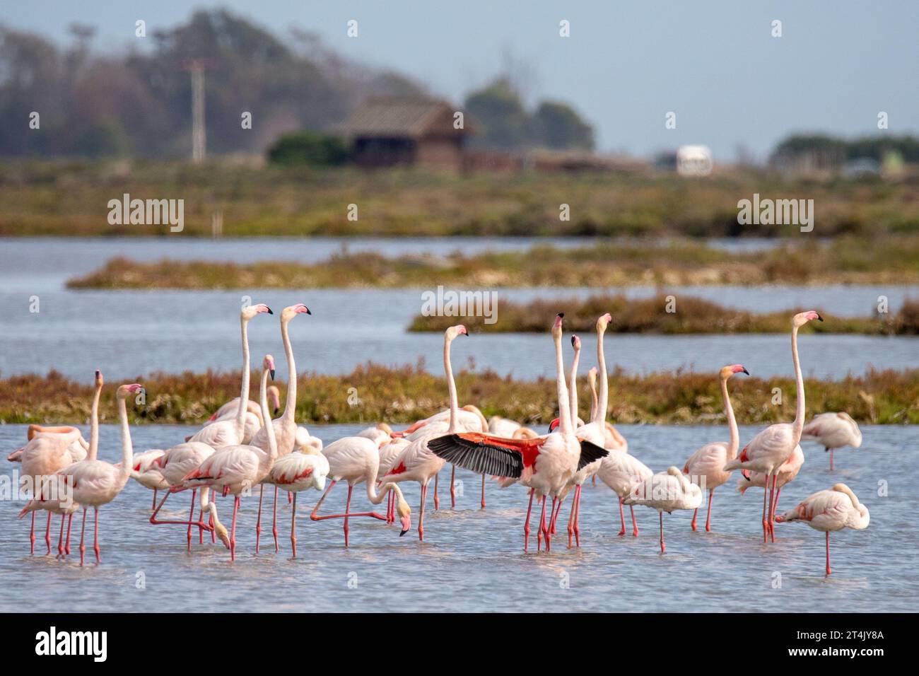 Foto einer Gruppe von Flamingos im Ebro-Delta, Spanien. Stockfoto