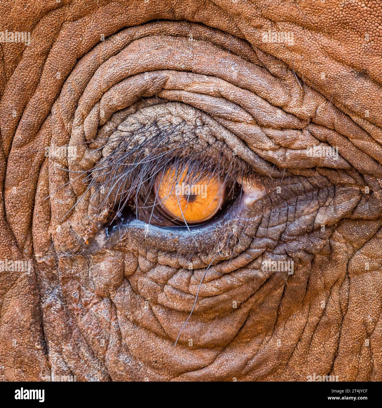 Nahaufnahme eines afrikanischen Elefantenauges Stockfoto