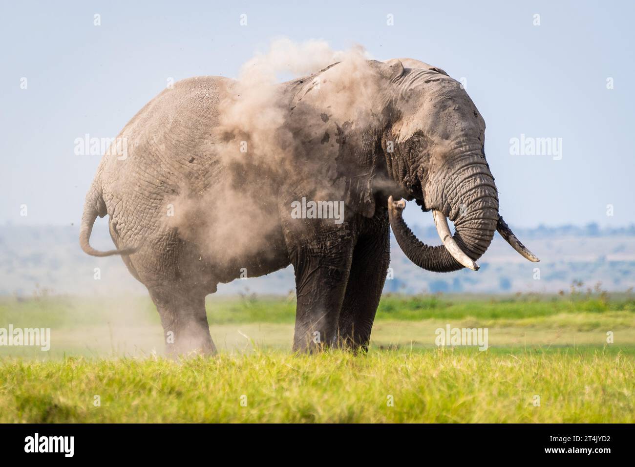 Der große afrikanische Elefant wirft Staub auf sich, wenn er im grünen Gras steht Stockfoto