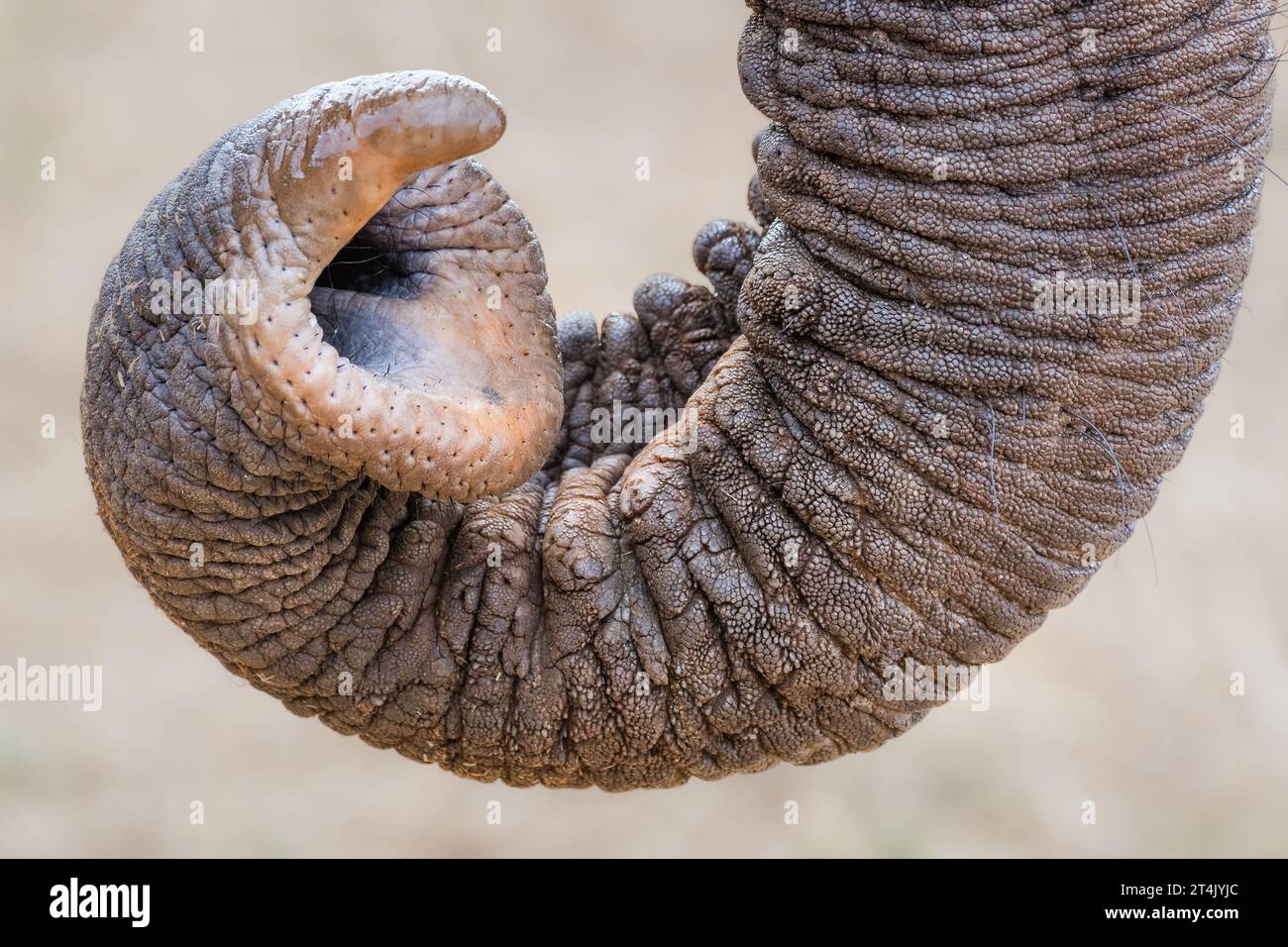 Nahaufnahme eines Elefantenstamms Stockfoto