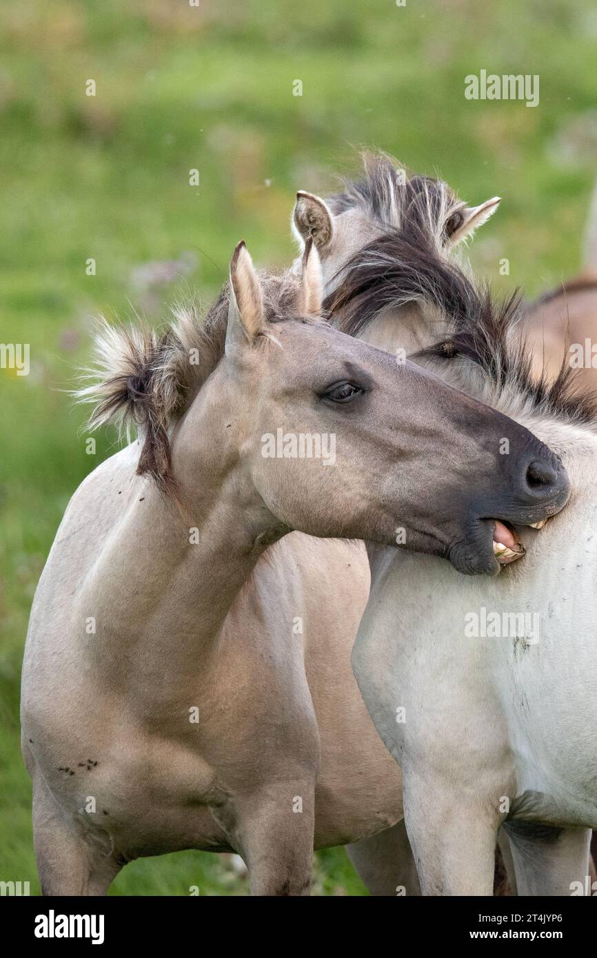 Foto des polnischen Konik-Pferdes, das im Natura-2000-Gebiet Loevestein in den Niederlanden aufgenommen wurde. Stockfoto