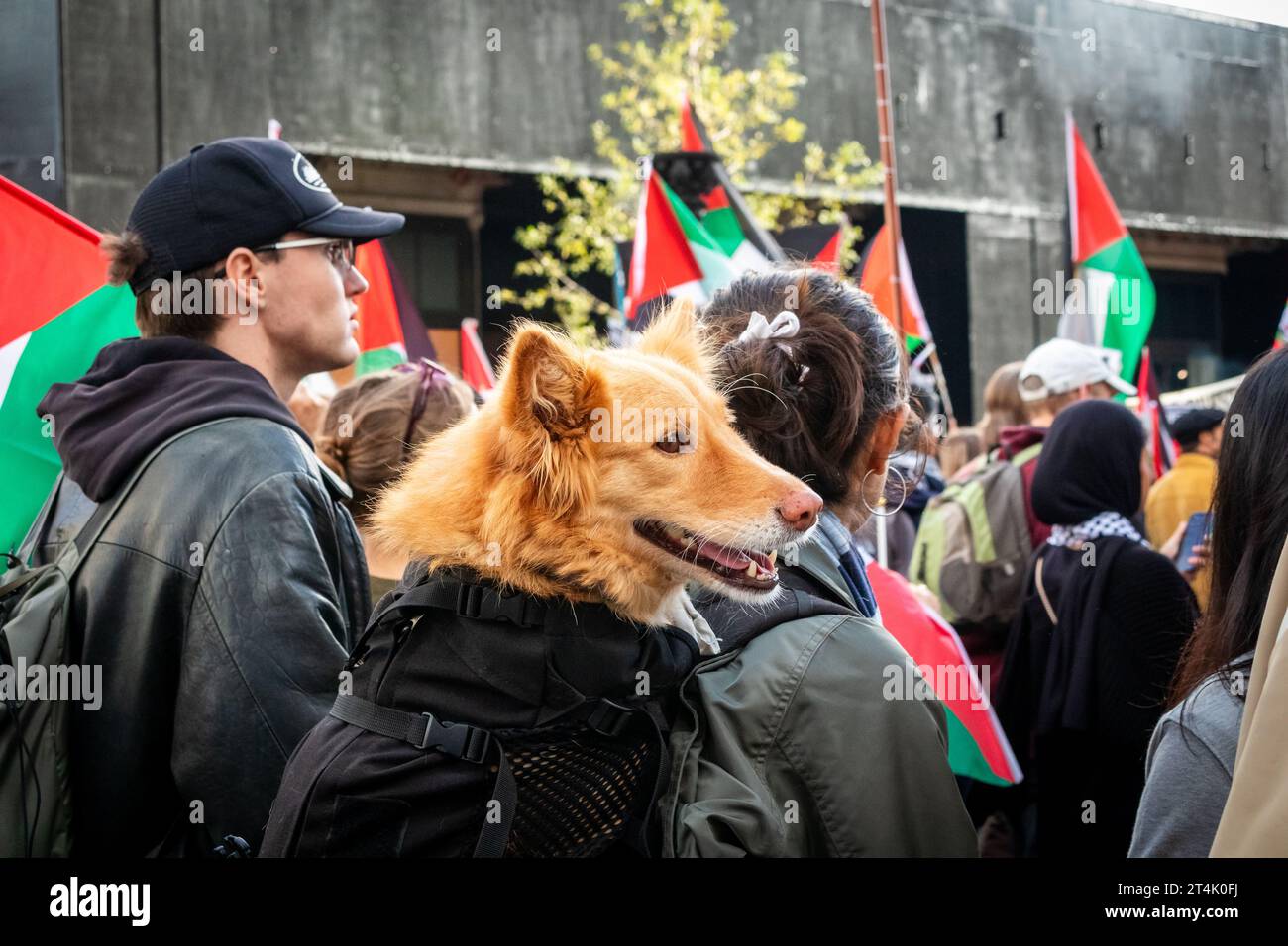 Hund auf Protest. Pro-palästinensische Proteste in London. 2023. Stockfoto