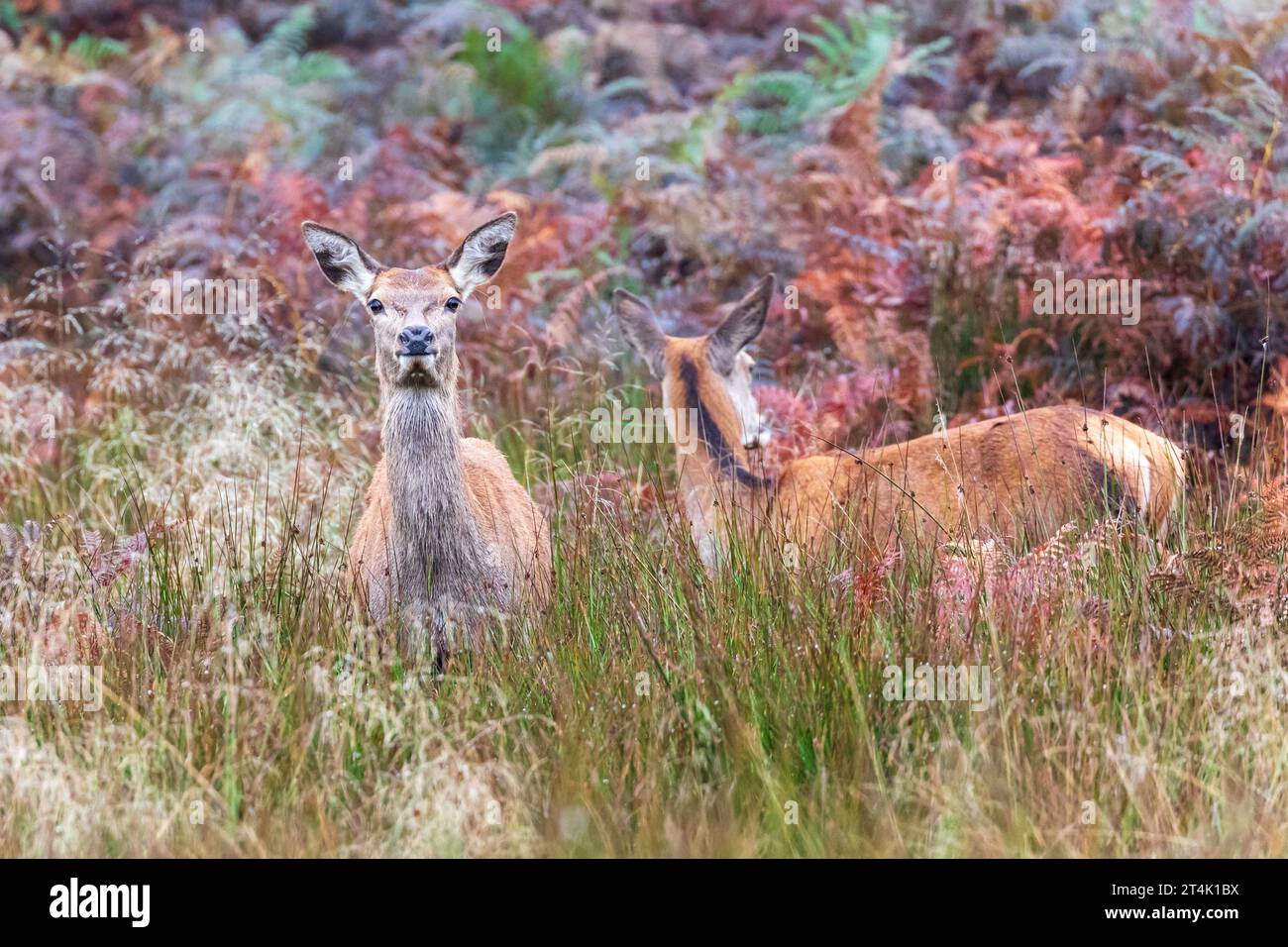 Rotwild, Cervus elaphus, Hunden in Richmond Park, London, Großbritannien Stockfoto