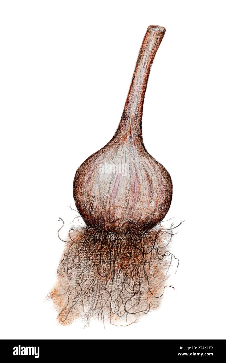 Knoblauchzwiebeln mit grünen Kotyledons, gezeichnet mit Aquarell und farbigen Bleistiften isoliert auf strukturiertem weißem Papier. Stockfoto