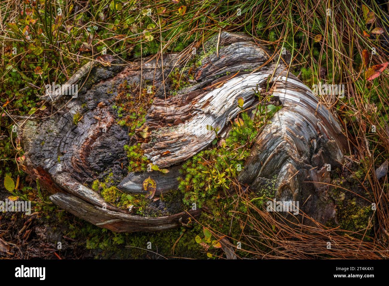 Wundervolle Wurzeln im Europäischen Schutzraum Fohramoos in Österreich Stockfoto
