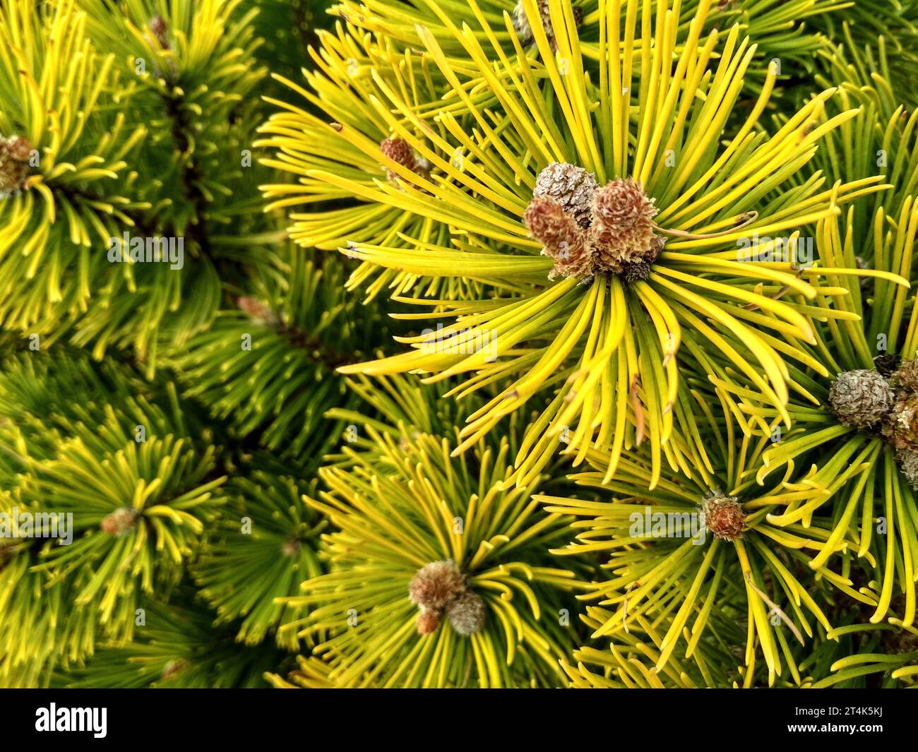 Junge Kiefern-Knospen im Frühjahr. Pinus mugo, Zwergbergkiefer, Mugo-Kiefer. Pinus mugo Wintergold Stockfoto