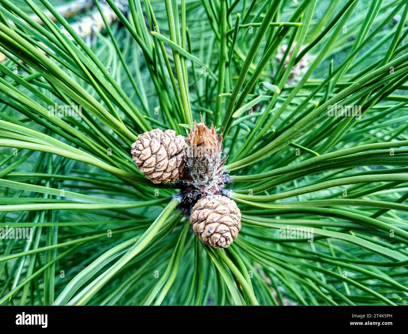 Junge Kiefernknospen im Frühling. Pinus mugo, Zwergkiefer, Mugofiefer. Stockfoto