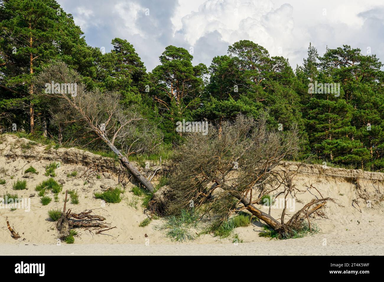 Durch Erosion gefallene Kiefern an der Sandküste der Ostsee, ökologisches Problem, entwurzelte Bäume auf Sand, Erdrutsch Stockfoto