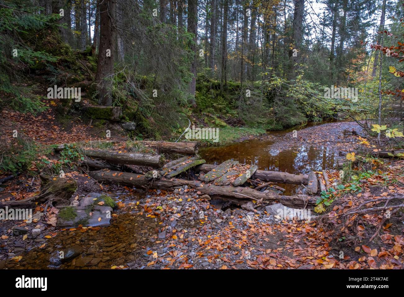 Machen Sie einen Spaziergang durch den Europäischen Schutzraum Fohramoos in Österreich Stockfoto