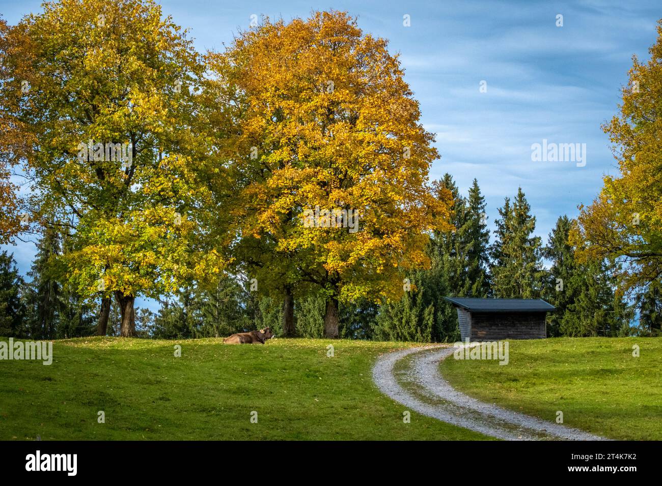 Spaziergang durch den Wald im Europäischen Schutzgebiet Fohramoos in Österreich Stockfoto