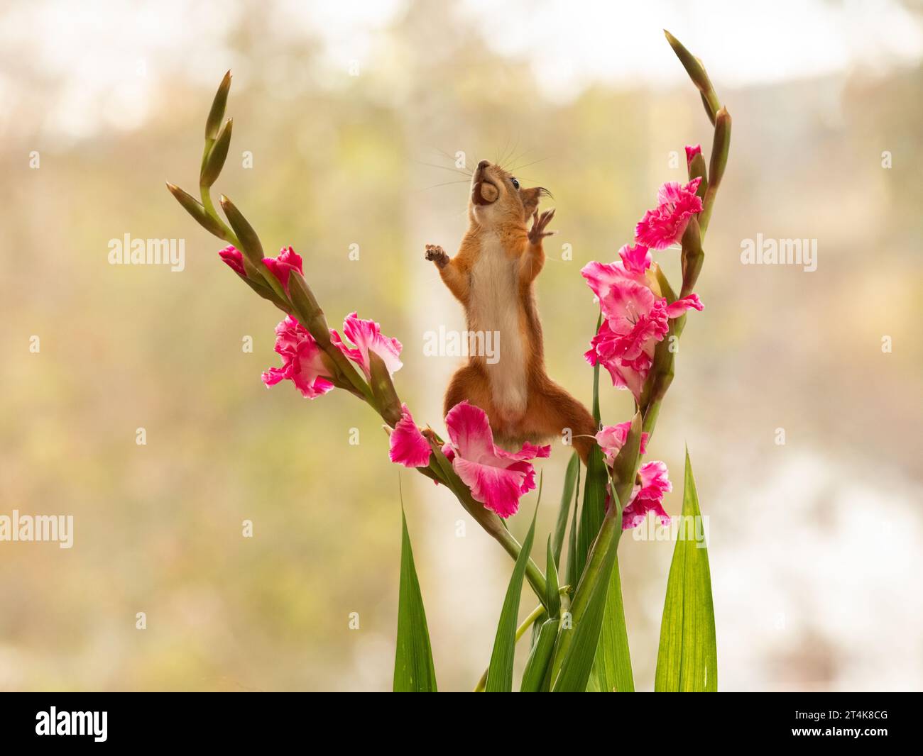 Rotes Eichhörnchen mit Gladiolusstamm mit Blumen Stockfoto