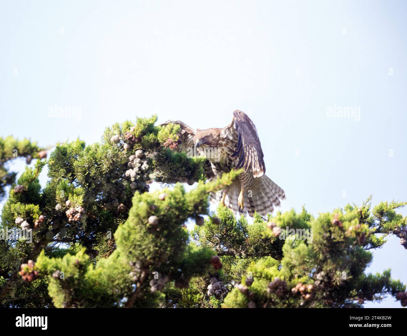 Red Tail Hawk, der von Pine Tree abhebt Stockfoto