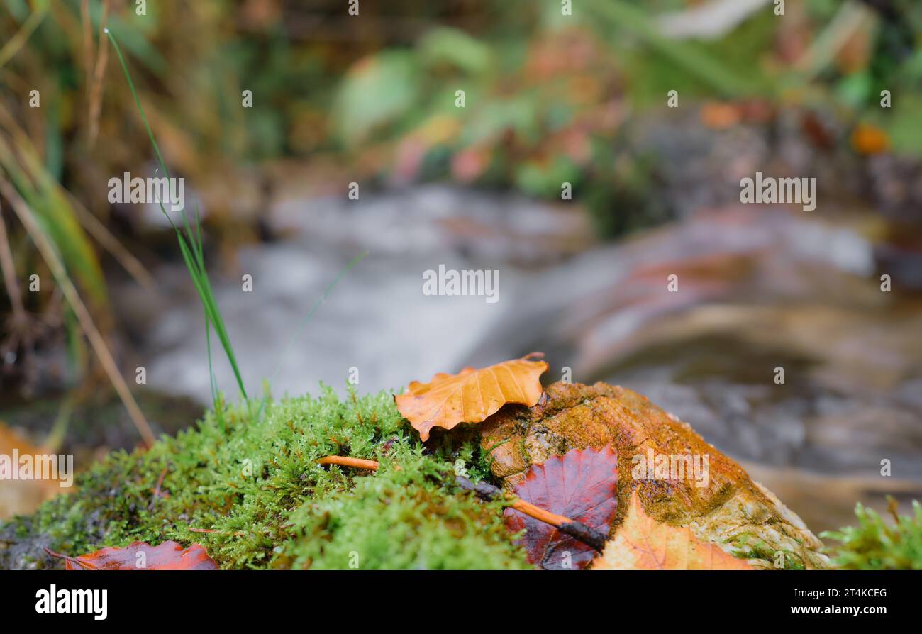 Bunte Herbstblätter auf einem mit Moos bedeckten Stein, selektiver Fokus, ein Waldfluss im Hintergrund, bewundern die herbstliche Natur und reisen nach f Stockfoto