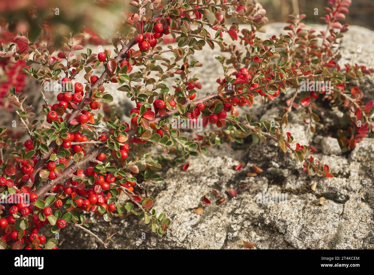Herbstbusch mit Beeren auf dem Hintergrund eines Felsens, selektiver Fokus, Idee für Hintergrund oder Postkarte mit Herbststimmung, Bewunderung der Herbstnatur Stockfoto