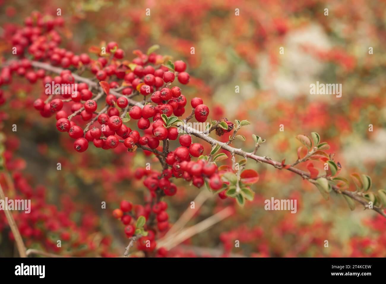Rote Beeren auf einem Buschzweig, selektiver Fokus, Idee für Hintergrund oder Postkarte mit Herbststimmung, Bewunderung der herbstlichen Natur und Urlaubsreisen. Kan Stockfoto
