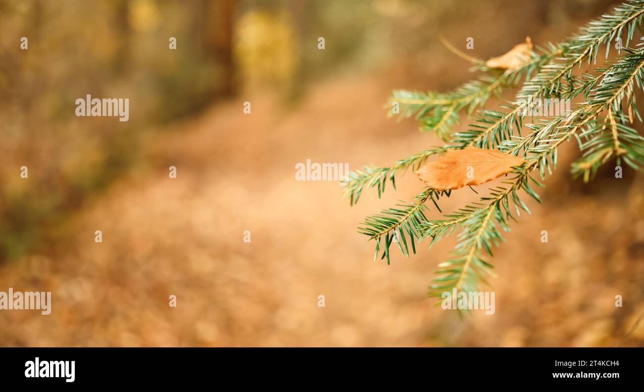 Banner mit Herbststimmung, Blatt auf Tannenzweig Nahaufnahme selektiver Fokus, Postkarte mit Kopierraum für Konzept, Bewunderung der herbstlichen Natur und Camping, c Stockfoto