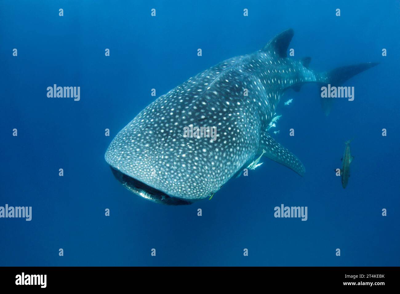 Walhai (Rhincodon Typus) nähern sich im Blauen. Mafia-Insel, Tansania Stockfoto