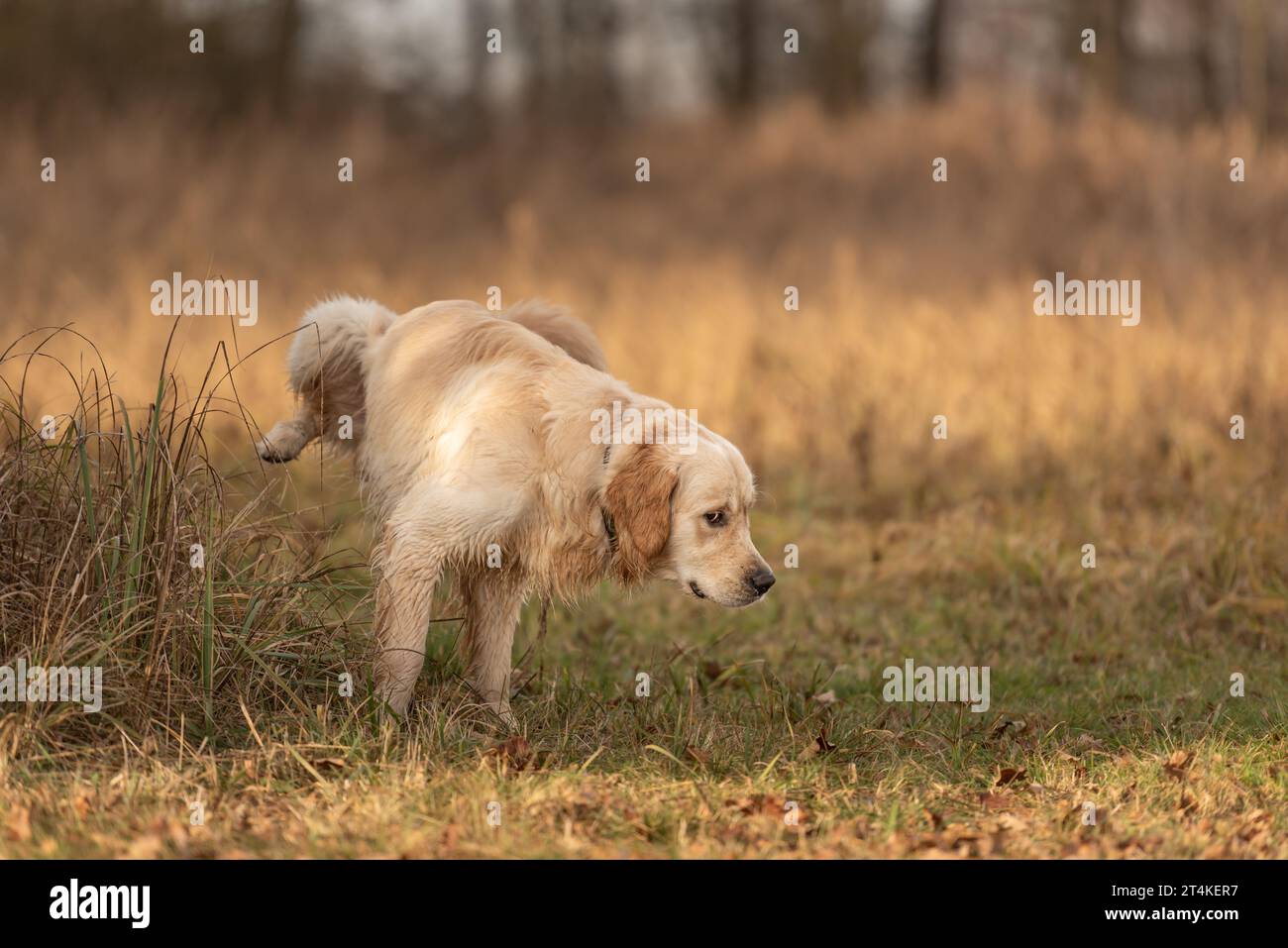 Labrador Retriever Hund hebt im Herbst sein Bein, um draußen in der Natur auf einer Wiese zu pinkeln Stockfoto