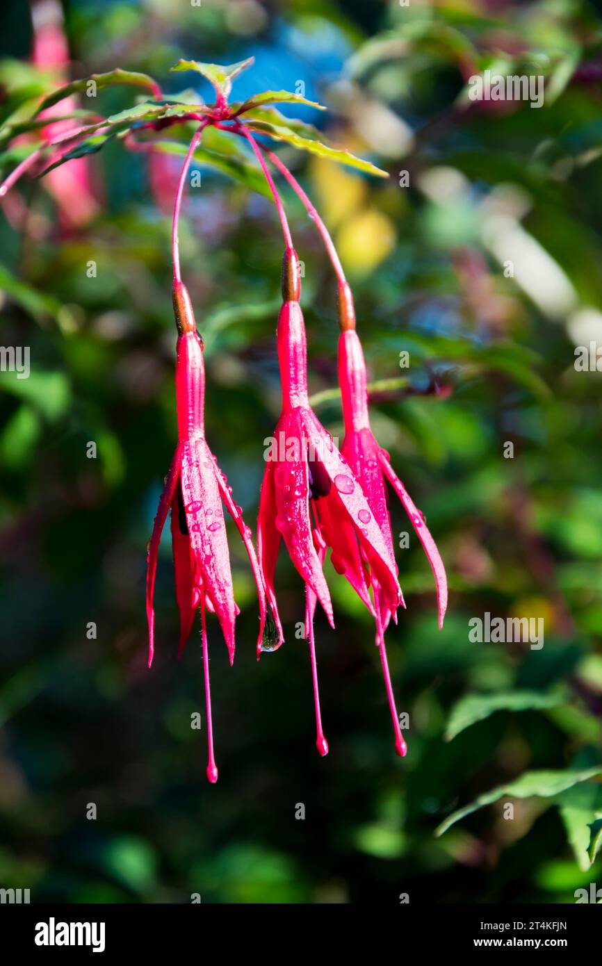 Fuchsia magellanica Blüten. Stockfoto
