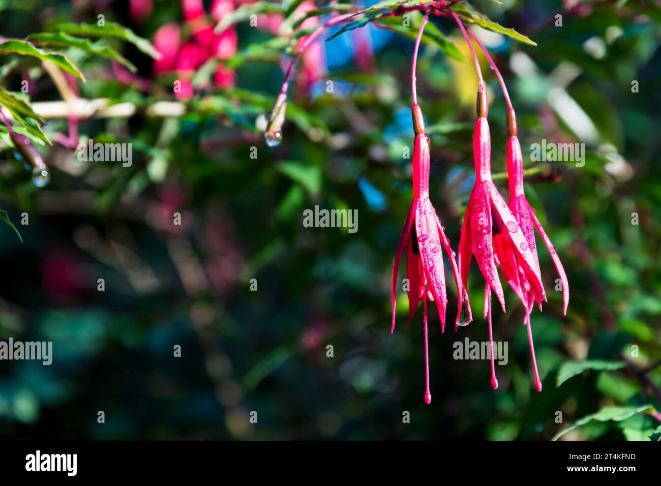 Fuchsia magellanica Blüten. Stockfoto