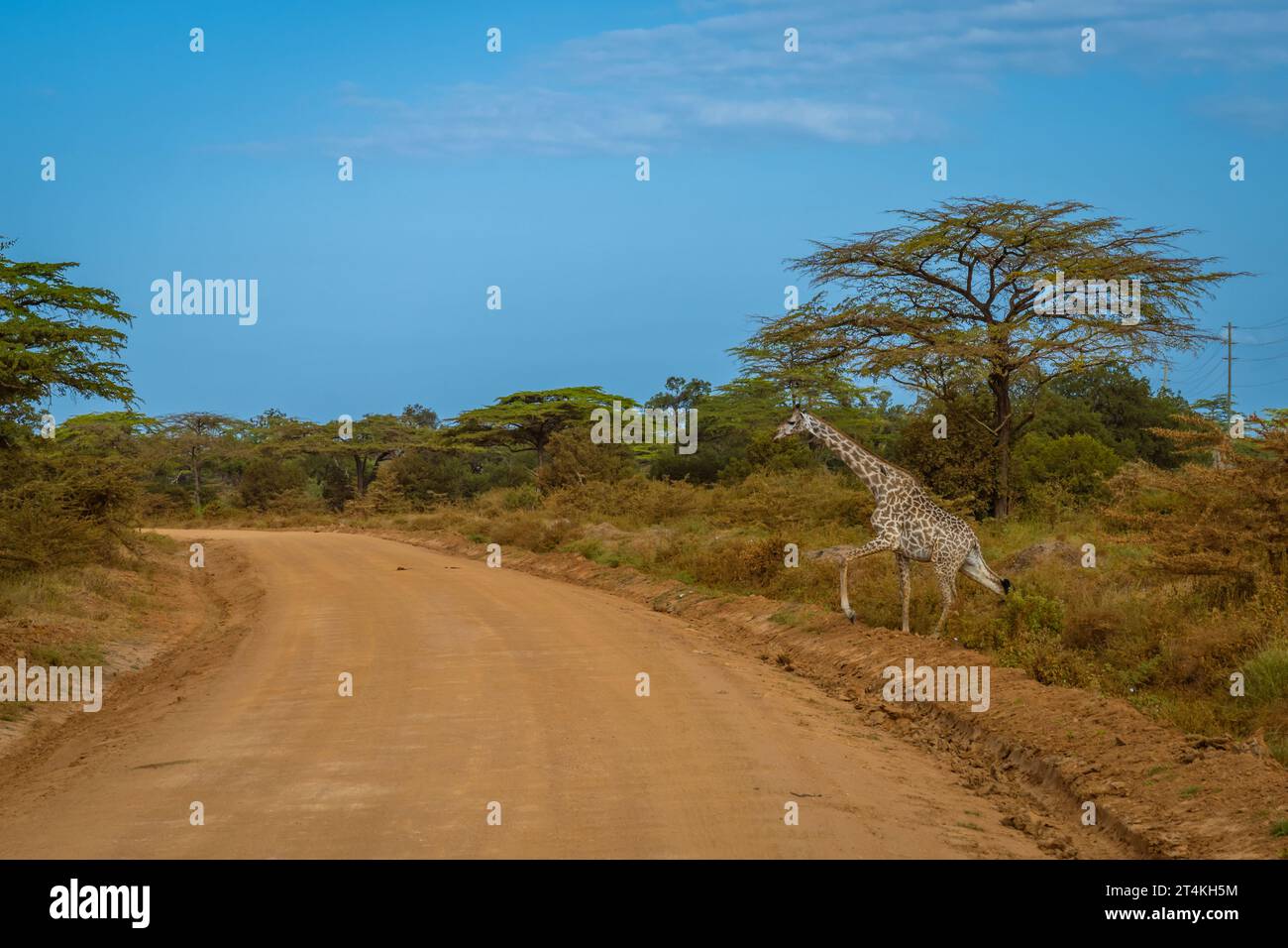Giraffe überquert eine Straße in einem Selous Game Reserve in Tansania Stockfoto