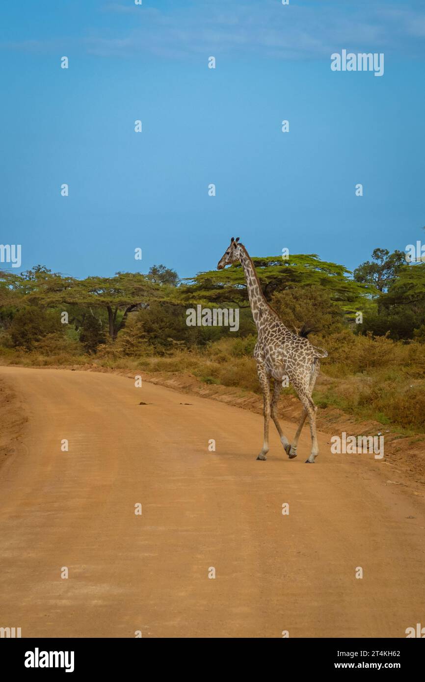 Giraffe überquert eine Straße in einem Selous Game Reserve in Tansania Stockfoto