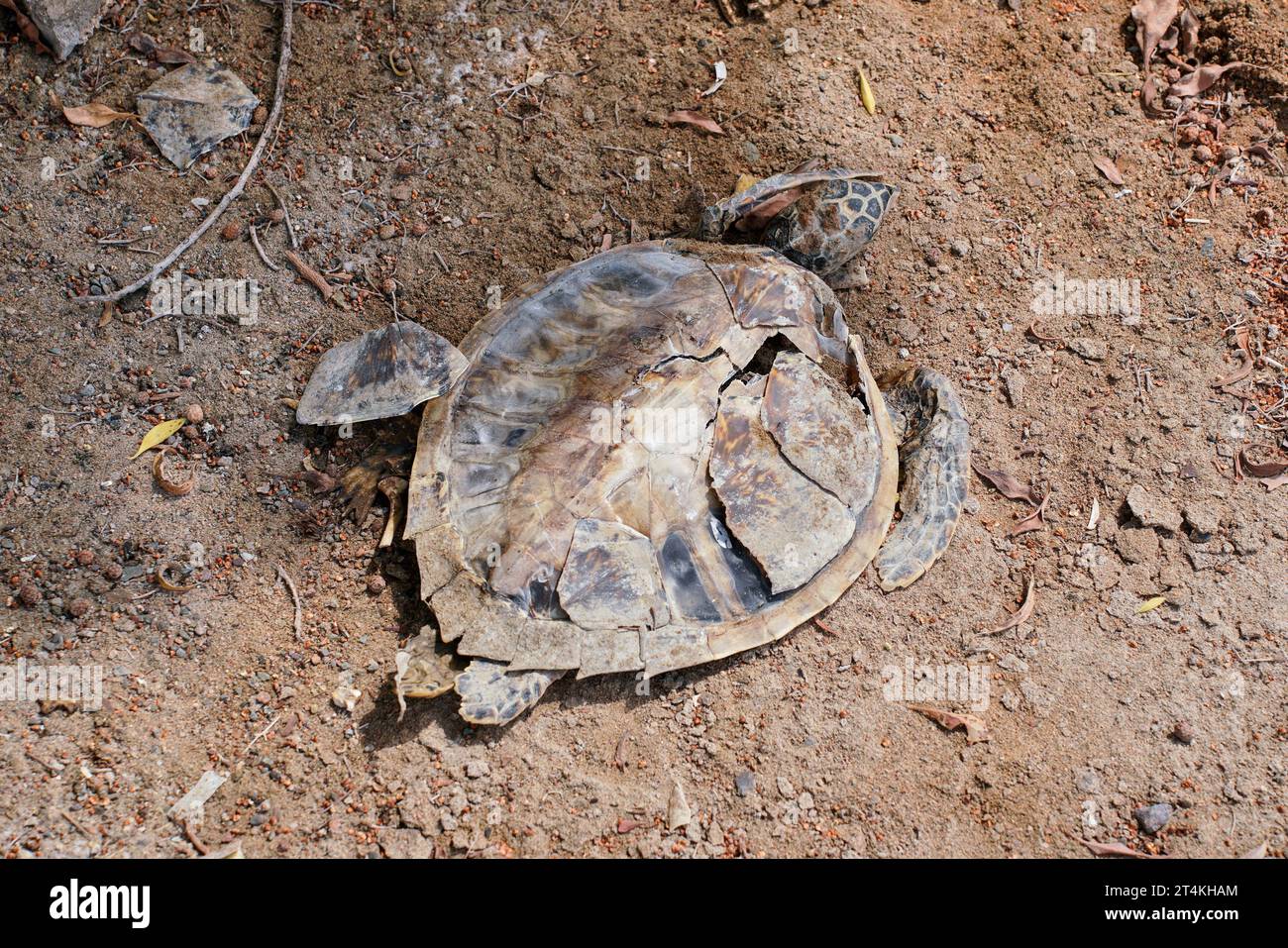 Tote Meeresschildkröte in der Nähe des Strandes, nur noch eine Muschel ist übrig. Stockfoto