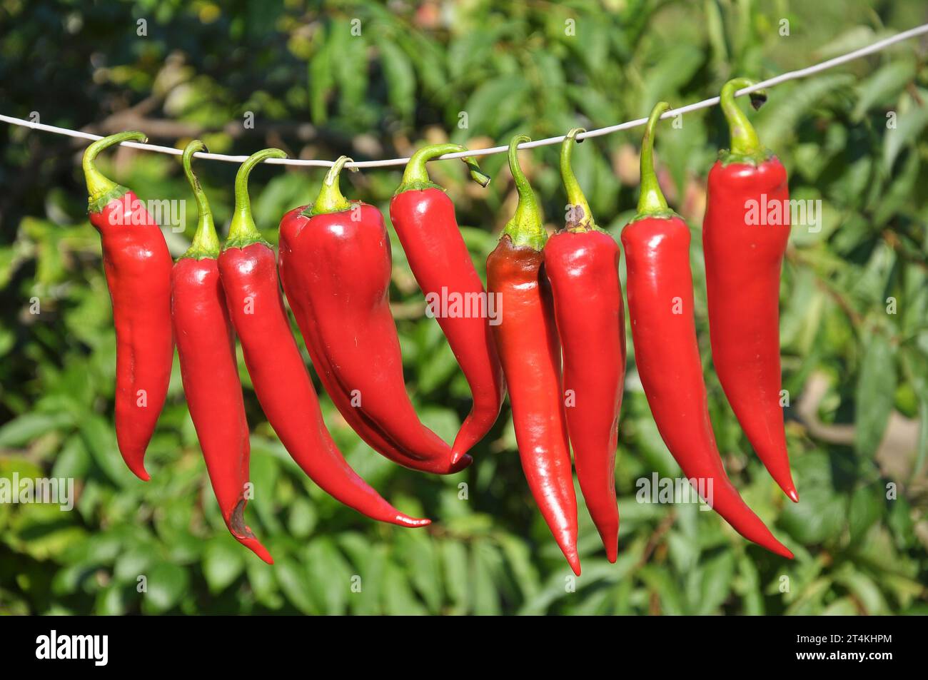 Rote, heiße Chilischote trocknet an der Schnur Stockfoto