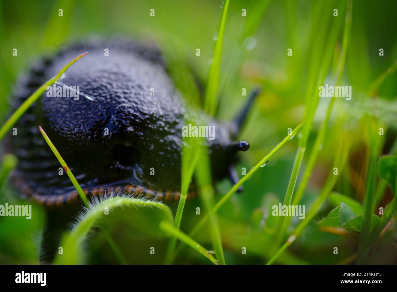 Makroaufnahme einer schwarzen Schnecke Stockfoto