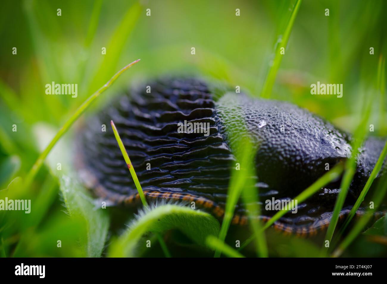 Makroaufnahme einer schwarzen Schnecke Stockfoto