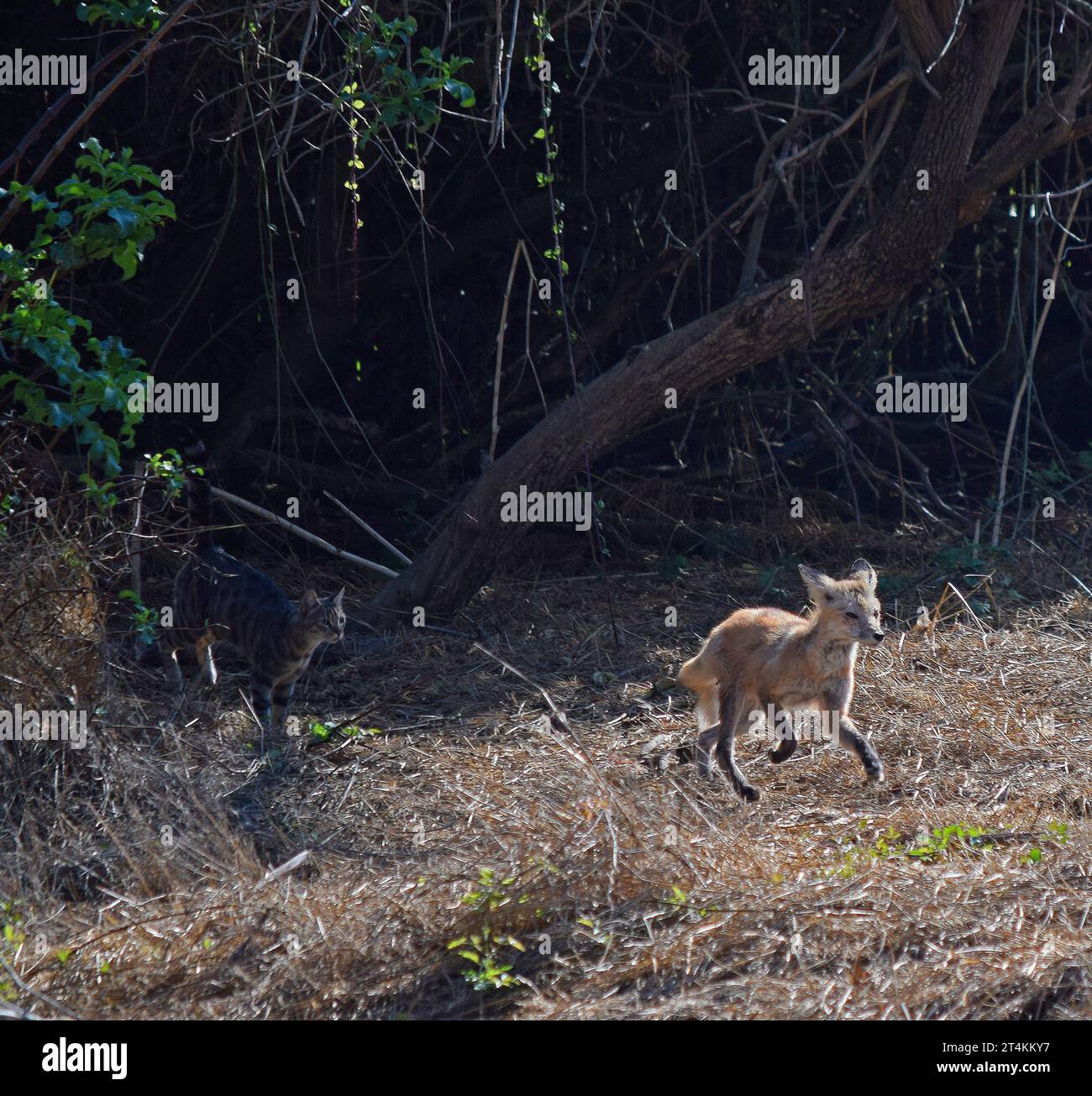 Hauskatze jagt einen Fuchs entlang des Old Alameda Creek in Union City, Kalifornien Stockfoto