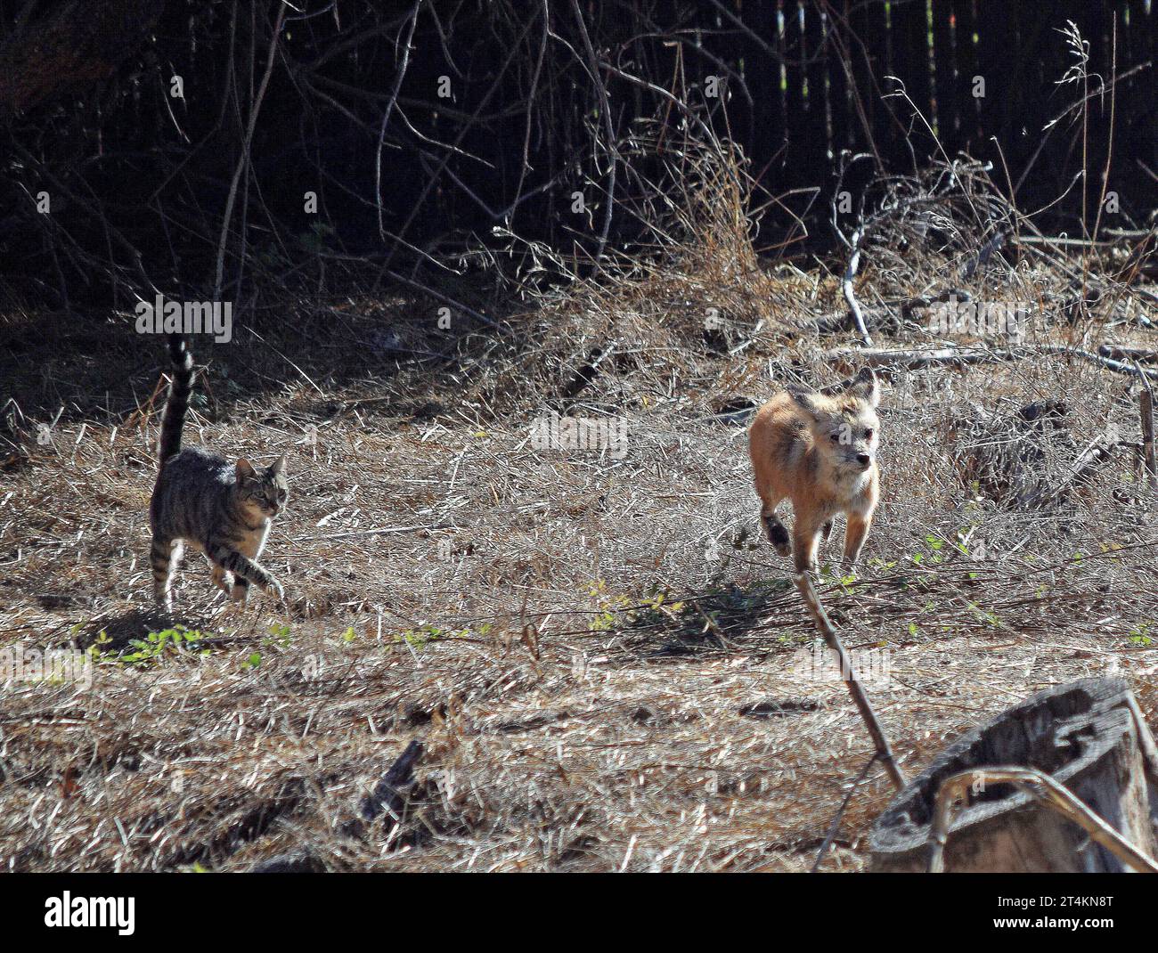 Hauskatze jagt einen Fuchs entlang des Old Alameda Creek in Union City, Kalifornien Stockfoto