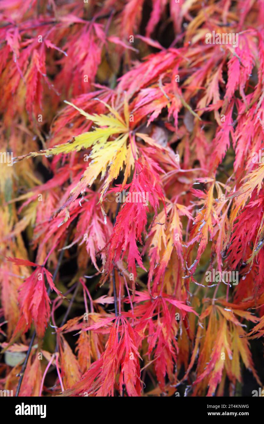 Herbst Gold, Acer geht kurz vor dem Herbst. Stockfoto