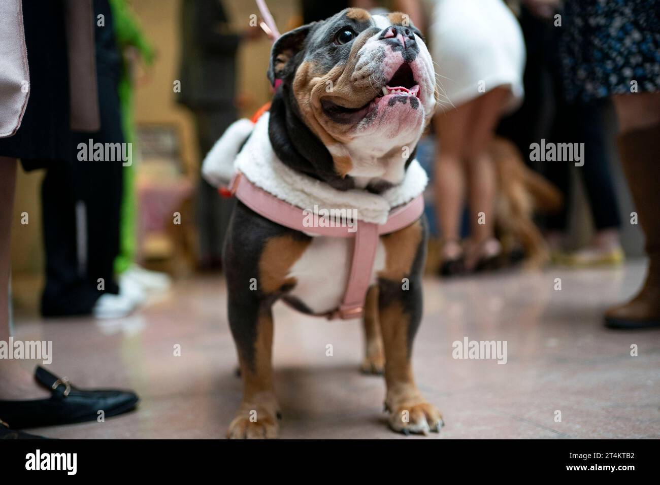 Washington, Usa. 31. Oktober 2023. Hunde in Kostümen ziehen durch das Hart Senate Office Building zur Bipawtisan Howl-o-Between Dog Parade, die Senator Mitt Romney, R-UT, am Dienstag, den 31. Oktober 2023 im US Capitol in Washington, DC, veranstaltet hat. Senator Thom Tillis, R-NC, der die Parade 2017 ins Leben rief, war nicht in der Lage, nach einem positiven COVID-19-Test zu moderieren. Foto: Bonnie Cash/UPI Credit: UPI/Alamy Live News Stockfoto