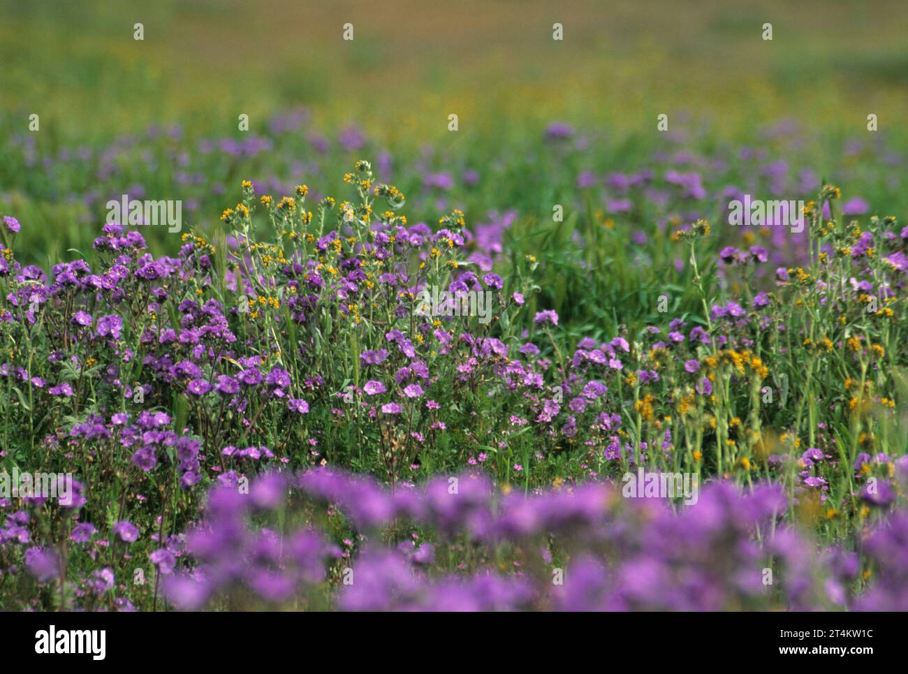 Phacelia mit fiddlenecks, Carrizo Plain National Monument, Kalifornien Stockfoto