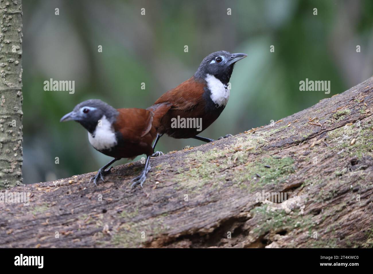 Der Weissbibbenbabbler (Stachyris thoracica) ist eine Vogelart aus der Familie Timaliidae. Sie ist auf Bali und Java zu finden. Stockfoto