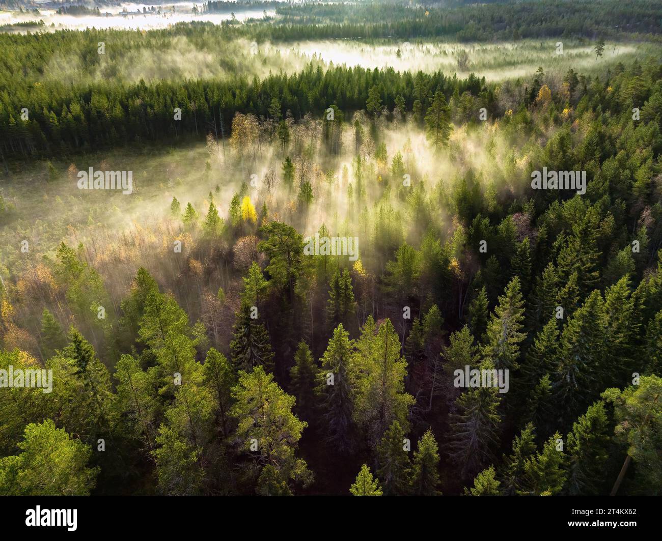 Malerisches Drohnenfoto von sehr nebligem Sonnenaufgang über grünem Wald, Landschaft in Nordschweden, goldenen Sonnenstrahlen und Schatten. Wunderschönes Nordschweden Stockfoto