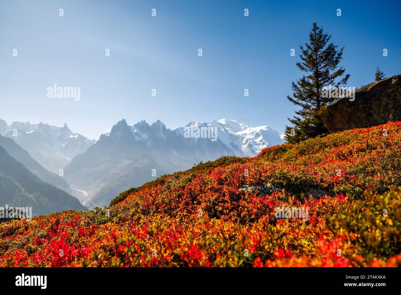 Herbstfarben in Chamonix mit Aiguille du Midi und Mont Blanc in Frankreich Stockfoto