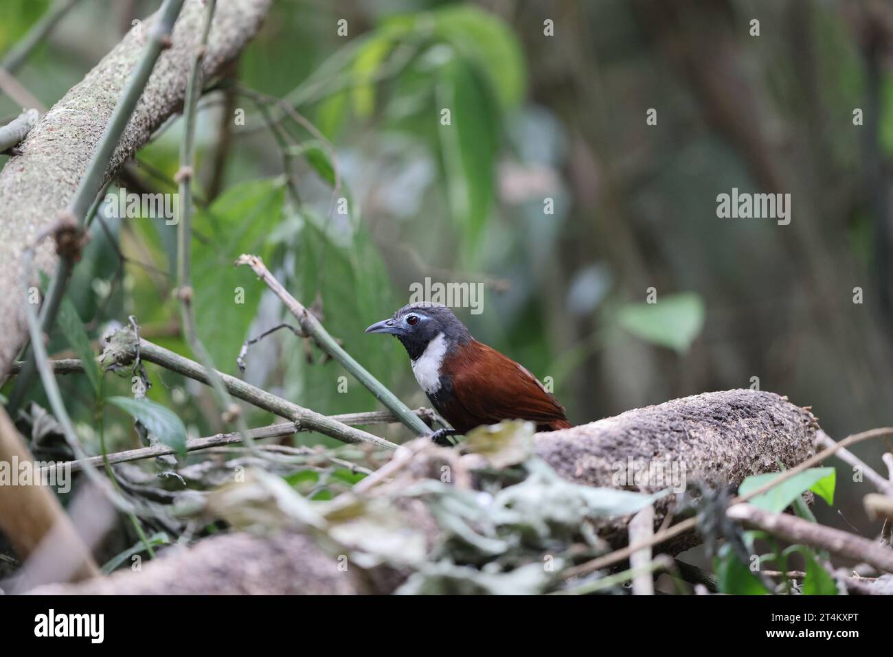 Der Weissbibbenbabbler (Stachyris thoracica) ist eine Vogelart aus der Familie Timaliidae. Sie ist auf Bali und Java zu finden. Stockfoto